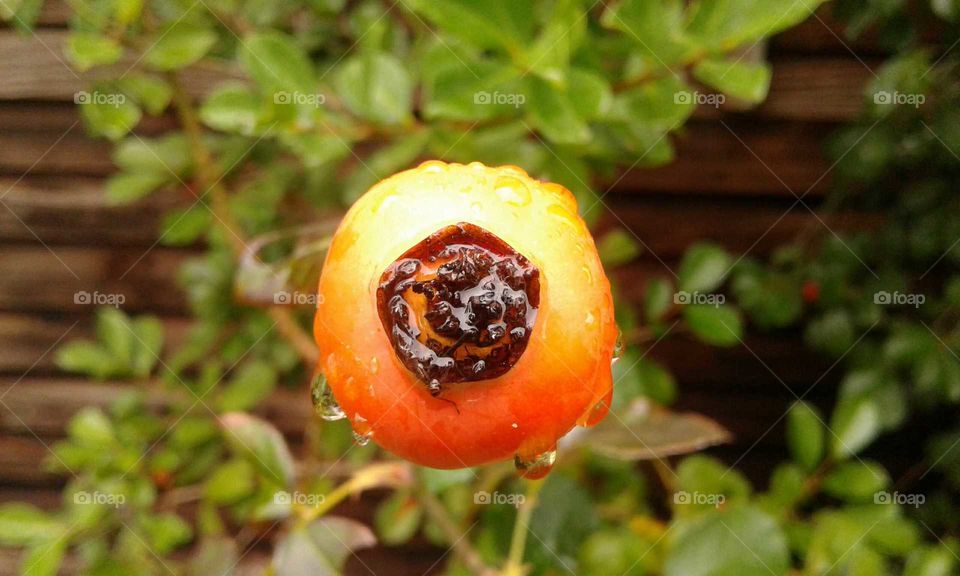 rosebud in rain