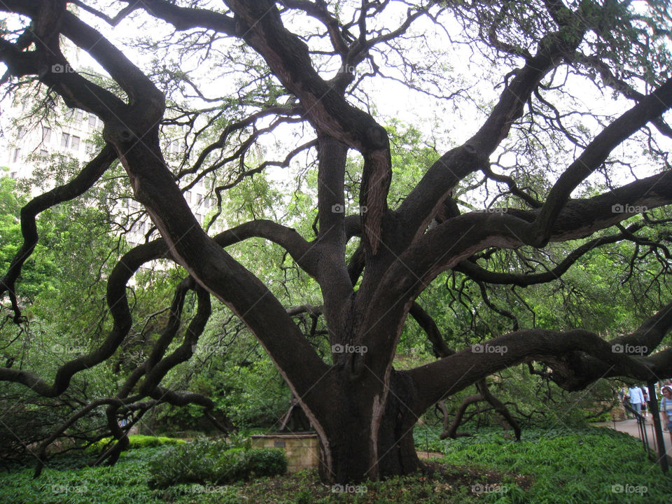 green tree leaves branches by mengzishiliu