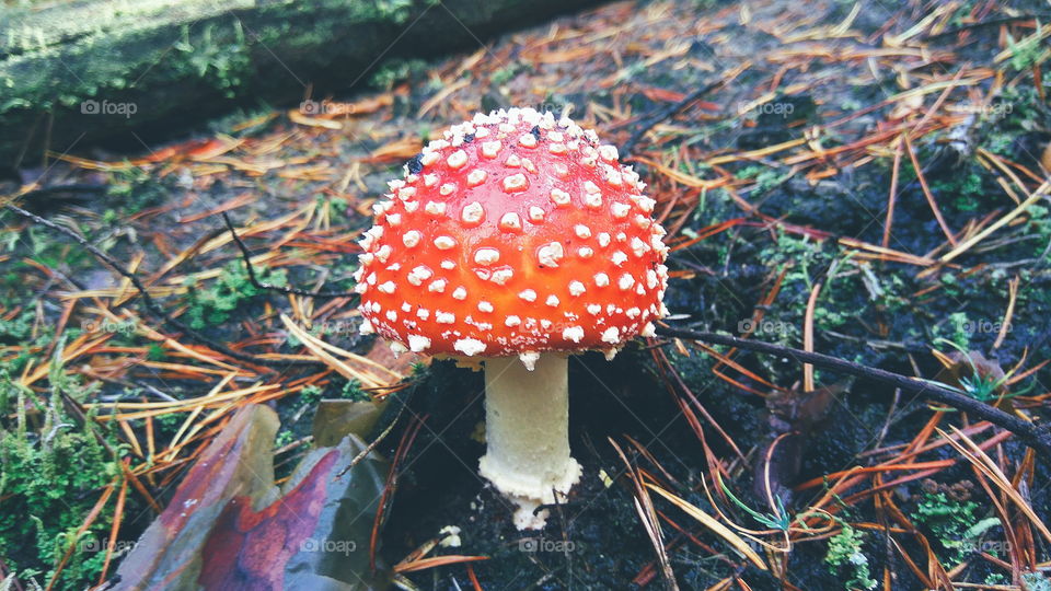 beautiful red fly agaric in the forest