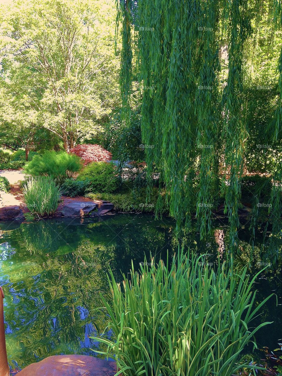 Pond in the Forest