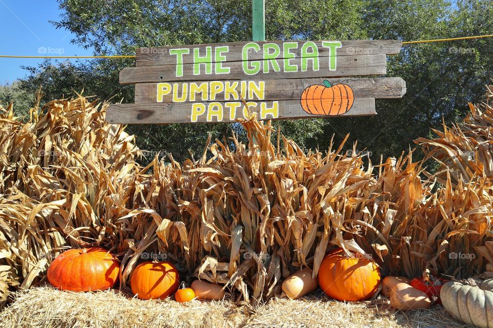 The great pumpkin patch is the place to go to get your fall or Halloween pumpkins to carve or use as holiday decorations 