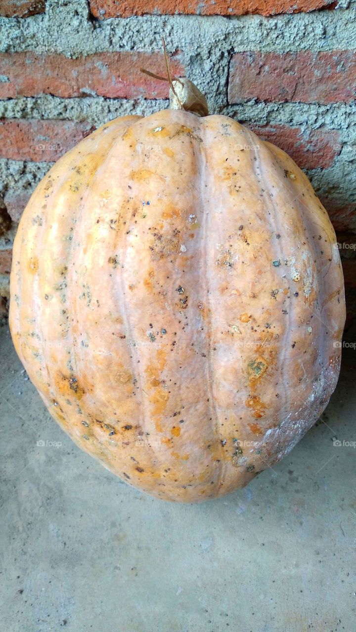 Cucurbita is a genus of herbaceous vines in the pumpkin family
