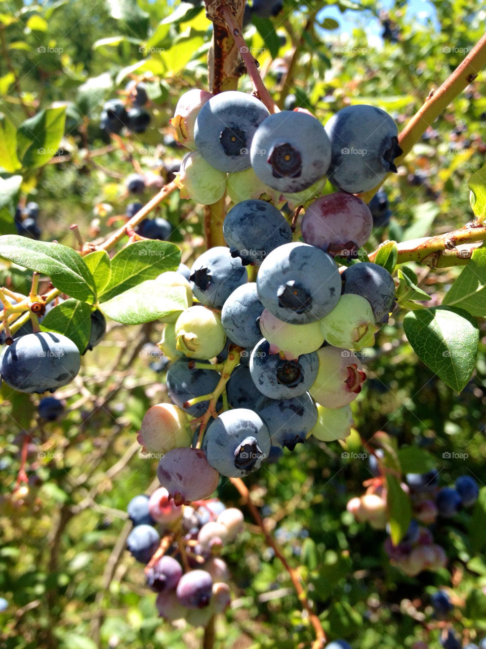 bush blueberries blueberry by bigouppets
