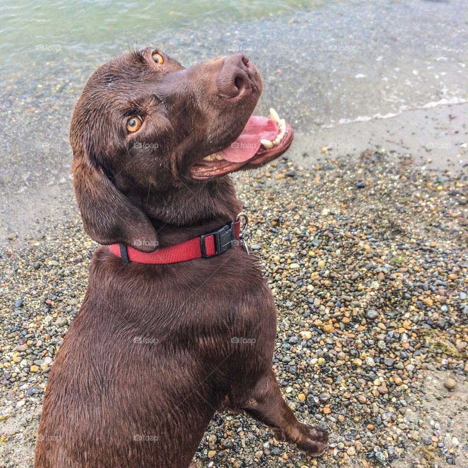 Chocolate lab