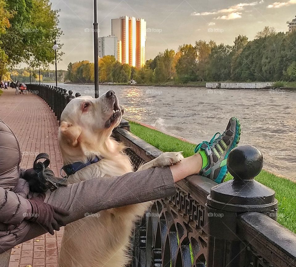 This is my dog and my wife's leg. She was stretching up while the dog was standing near her. 