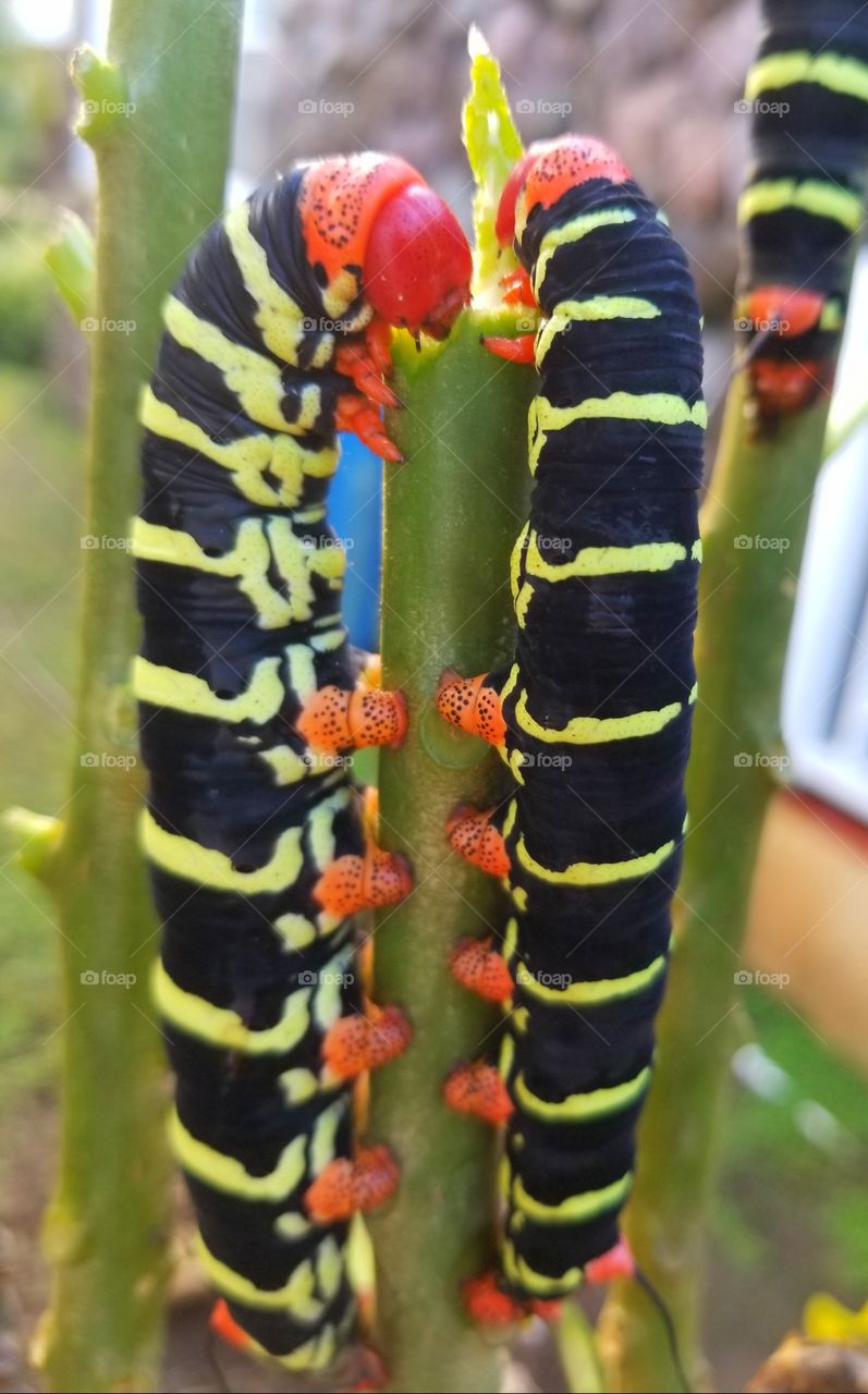 giant caterpillar x 2
