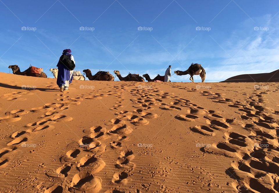 Desert, Sand, Dune, Camel, No Person