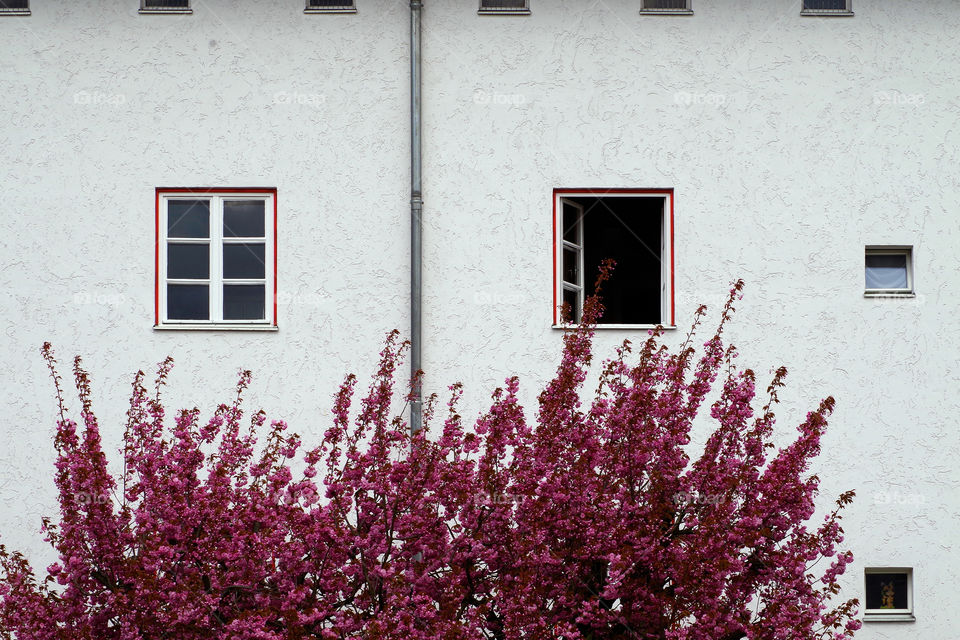 Low angle view of blooming tree against residential building in Berlin, Germany.