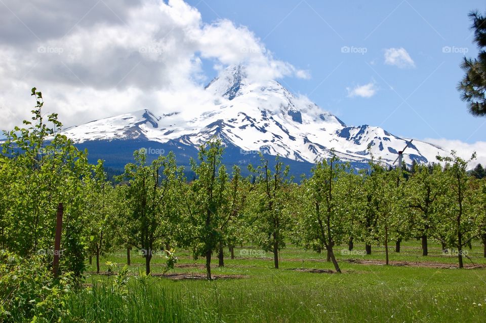 Mt. Hood Behind Apple Orchard