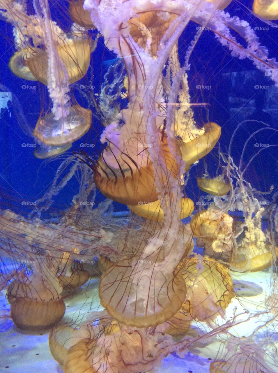 Jellyfish 1. At aquarium of the pacific