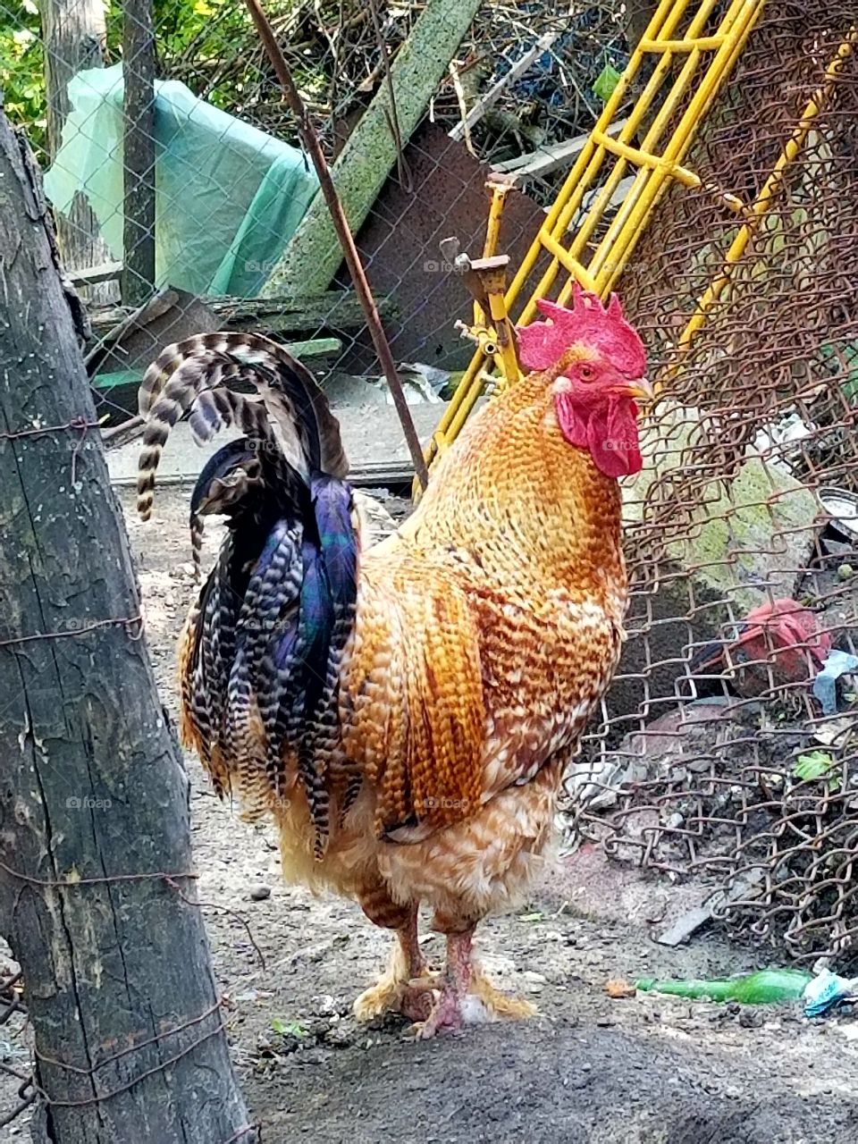 beautiful feathered rooster