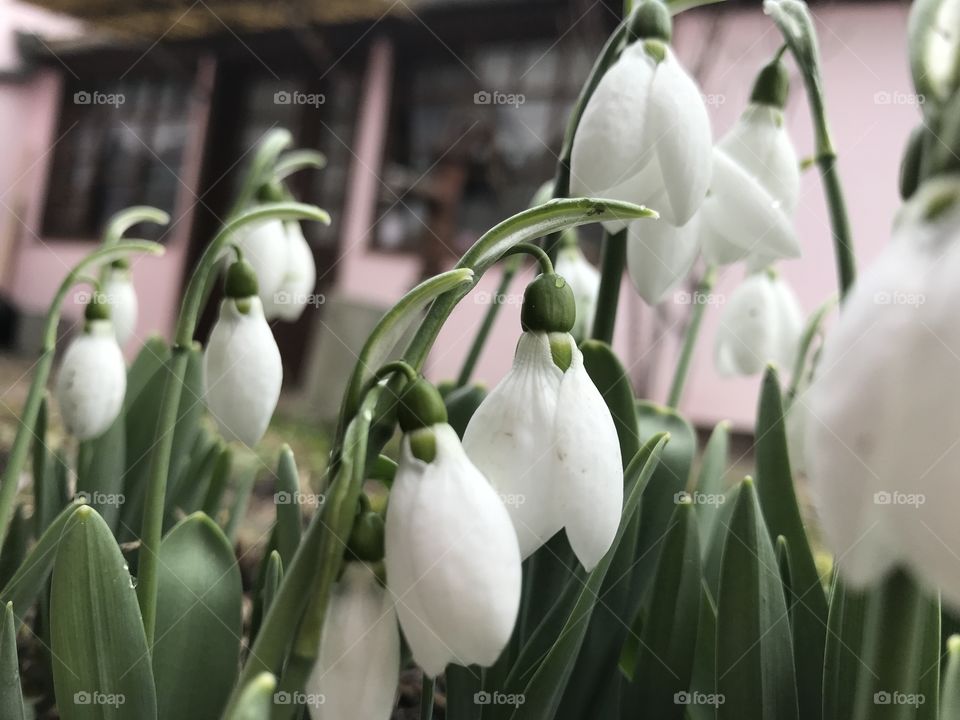 Snowdrop