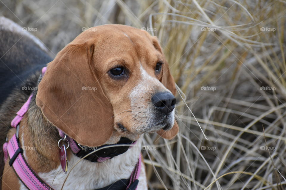 Ginger looking at the beach 