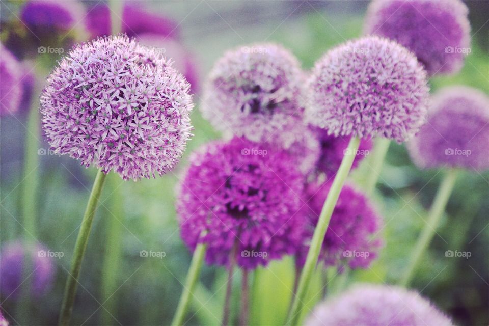 Purple . Purple flowers