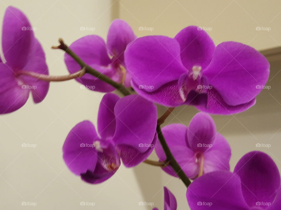 Orchid