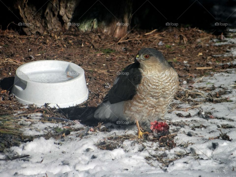 Sharp-shinned Hawk eating breakfast 