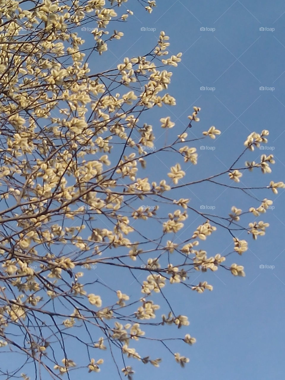 Branch, Tree, Cherry, Season, Flora