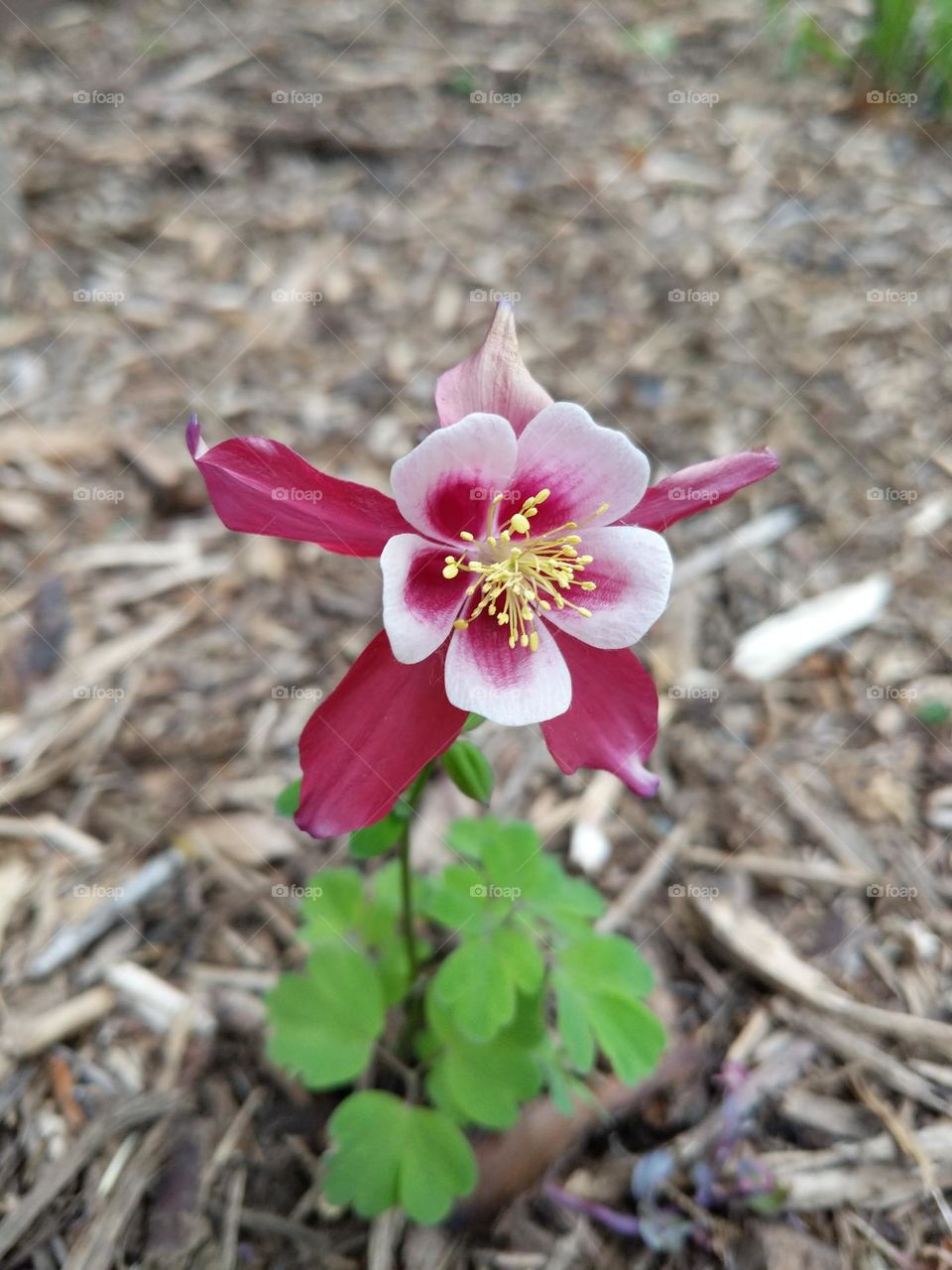 Columbine flower
