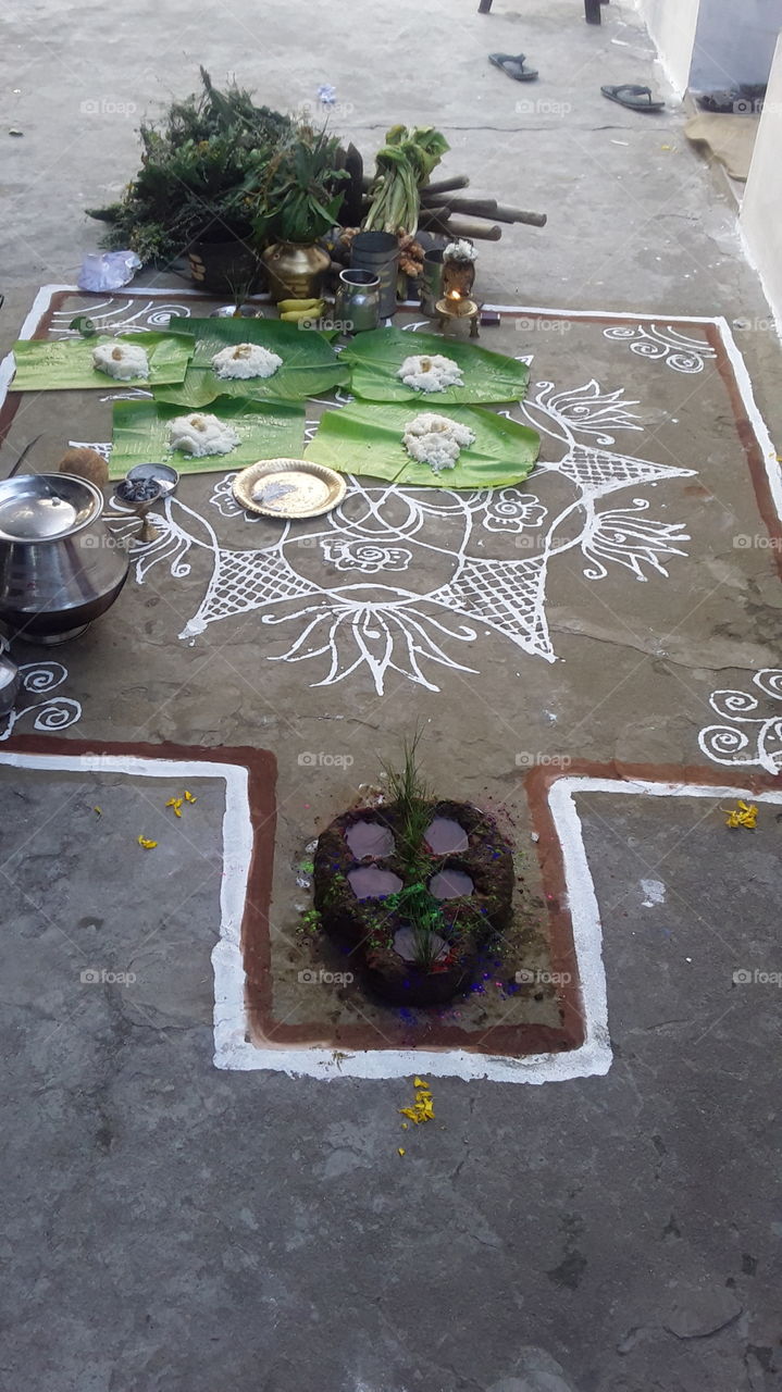 tamil traditional celebration of pongal in village view