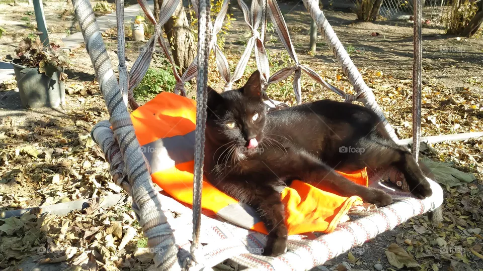 cats