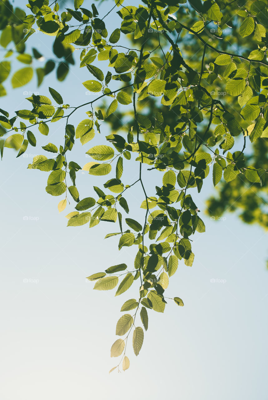 Green leaves backlighted by the sunlight. Spring fresh foliage. Spring background