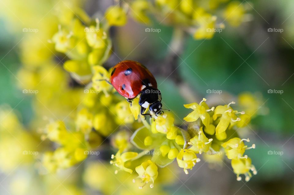 Ladybug