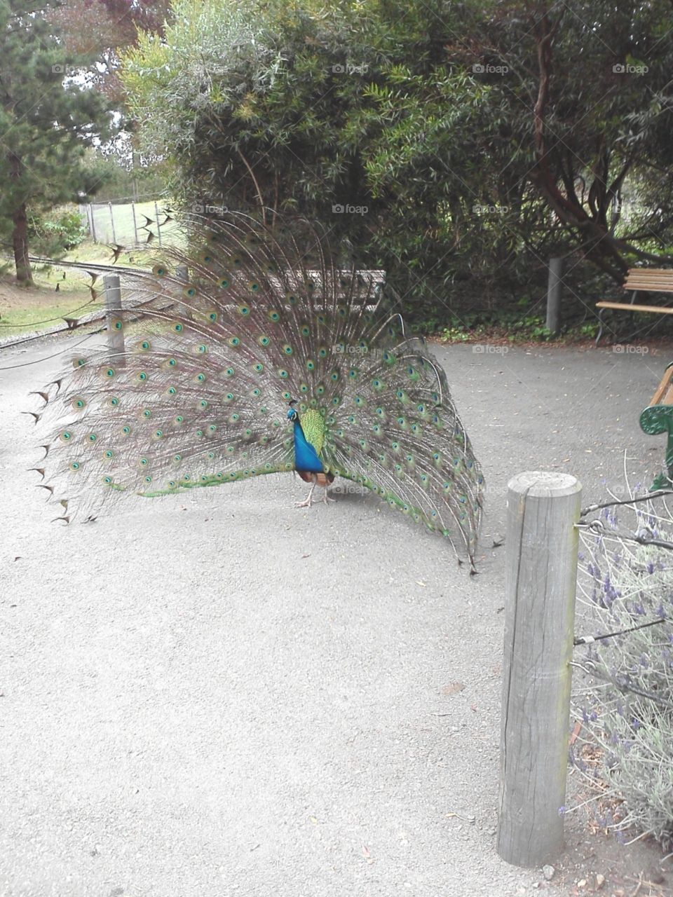 peacock. zoo day