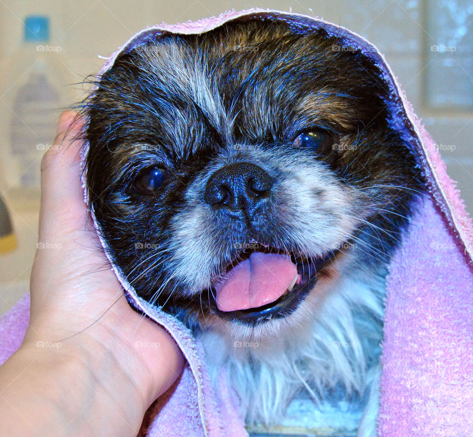 Happy Pekingese dog just had a refreshing bath with towel over head