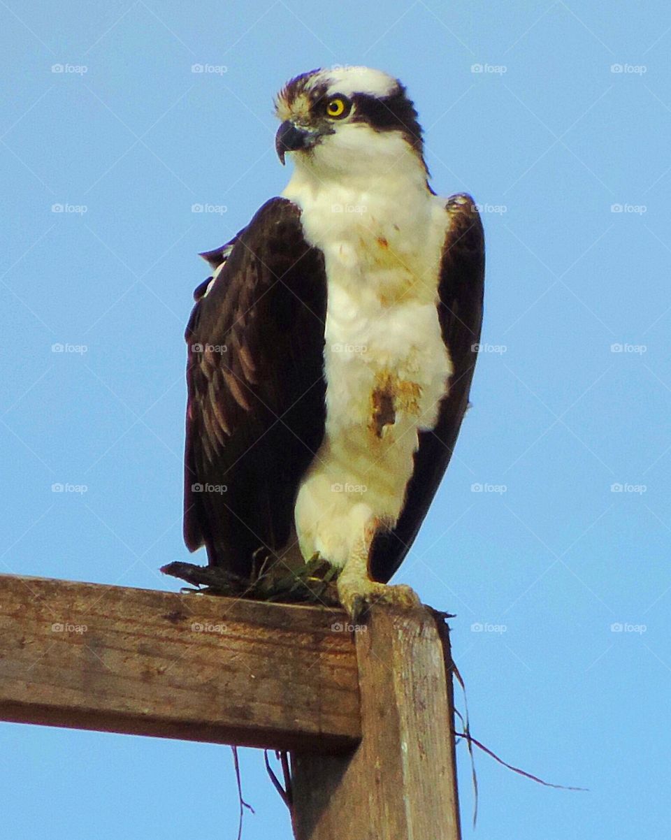 Osprey