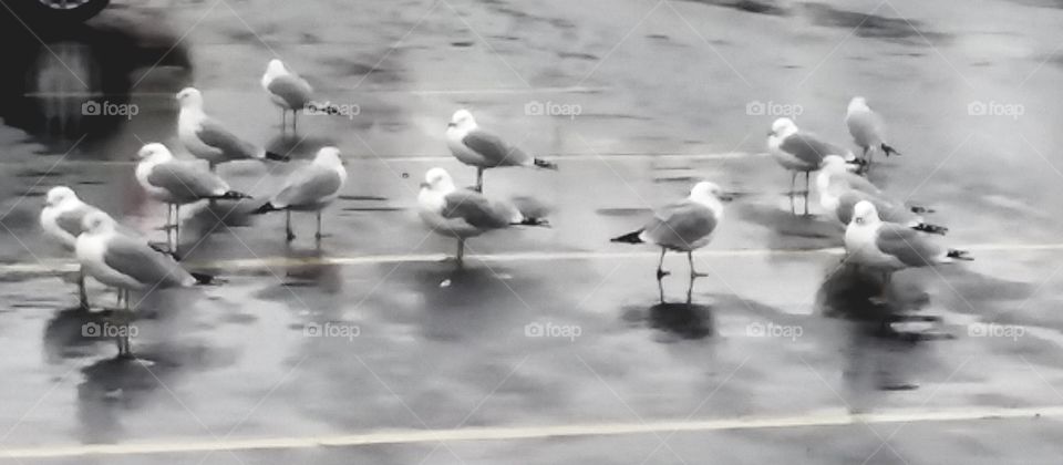 seagulls in the rain