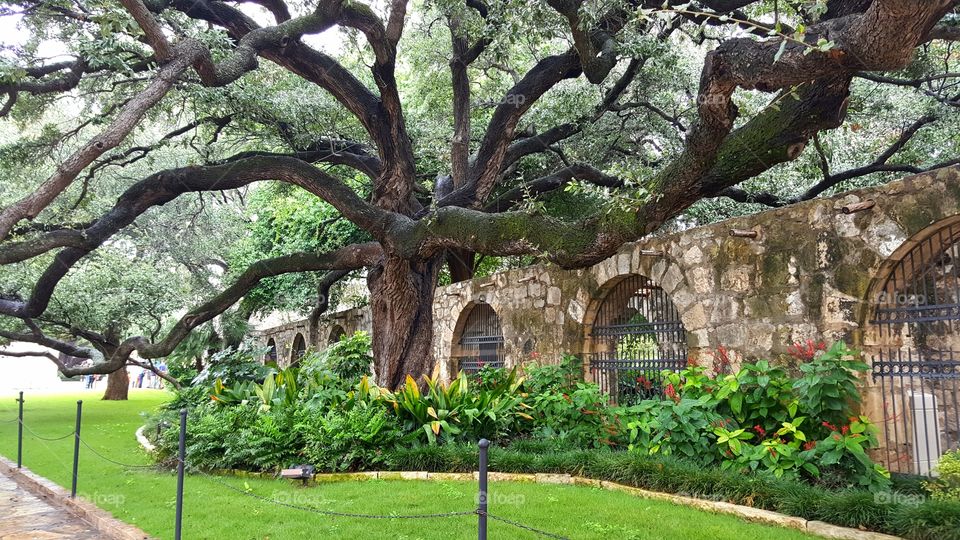 Epic Tree at the Alamo