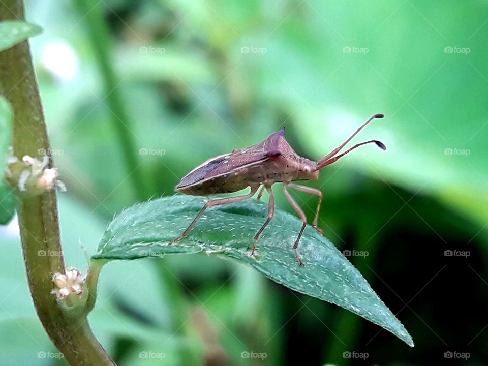 A insect sitting on a leaf