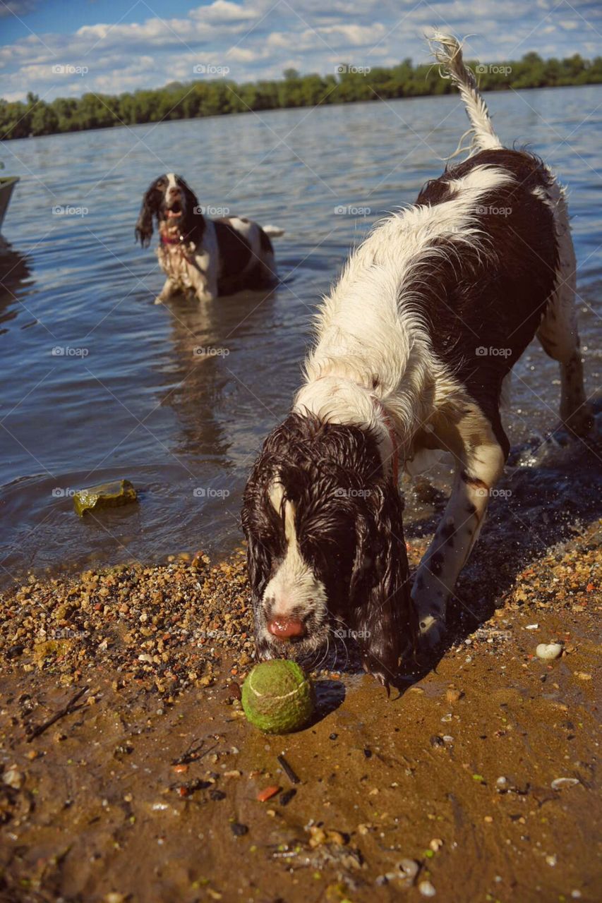 Dog and ball