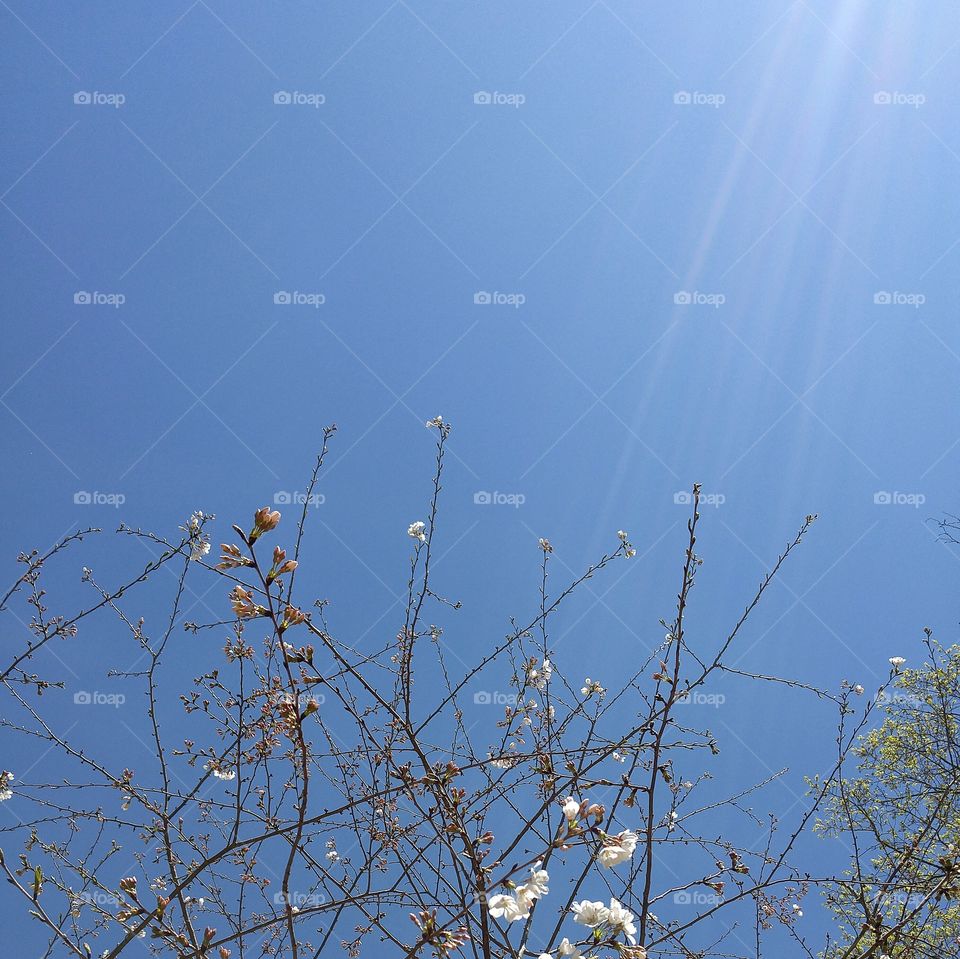 sky with tree tops