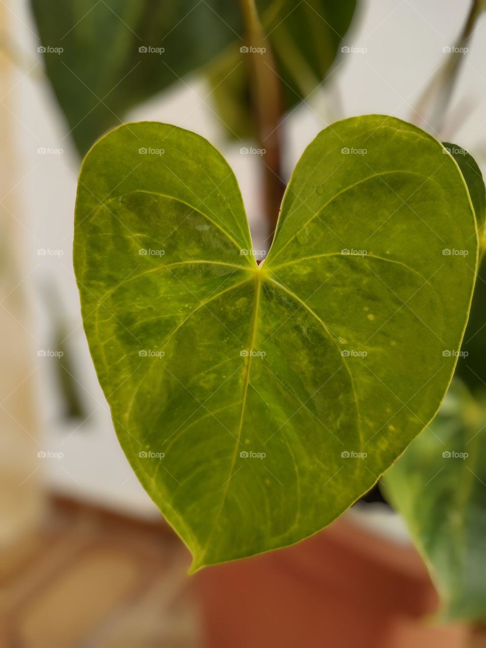 The beauty of the Anthurium leaf, in the shape of a heart.