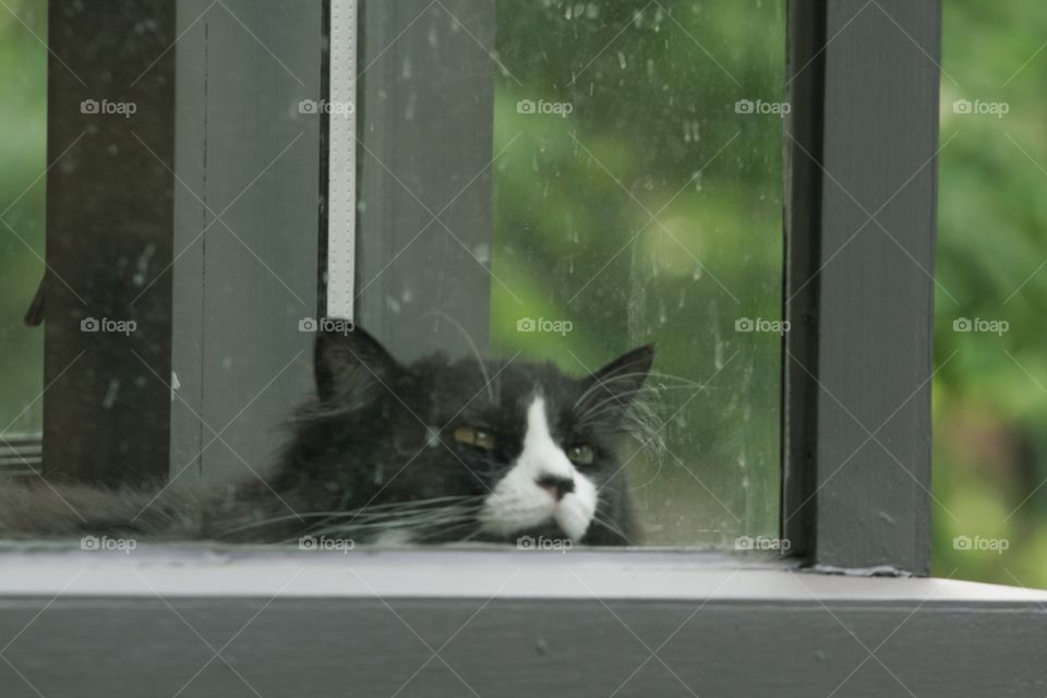 Cat behind window 