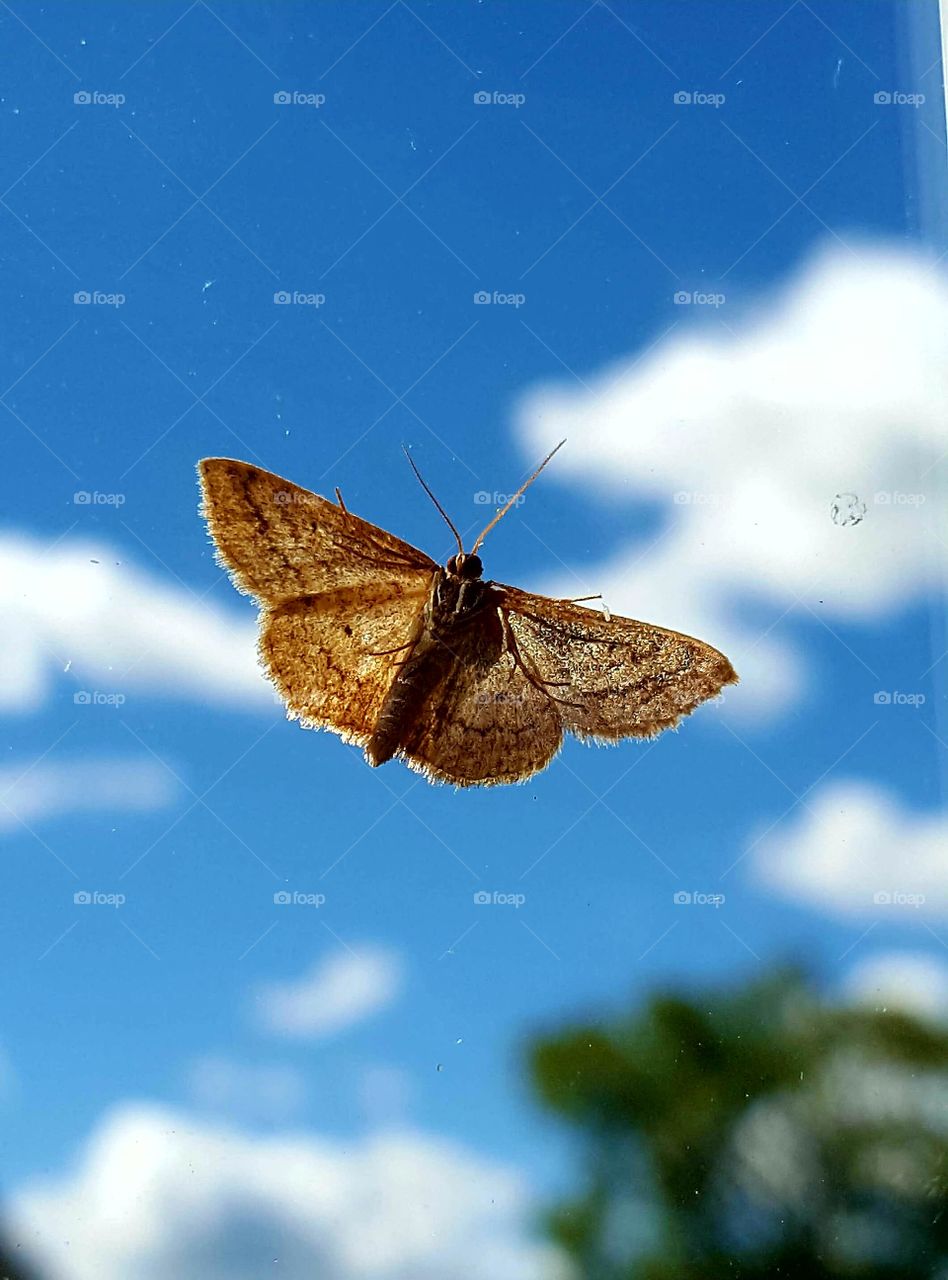A flying moth