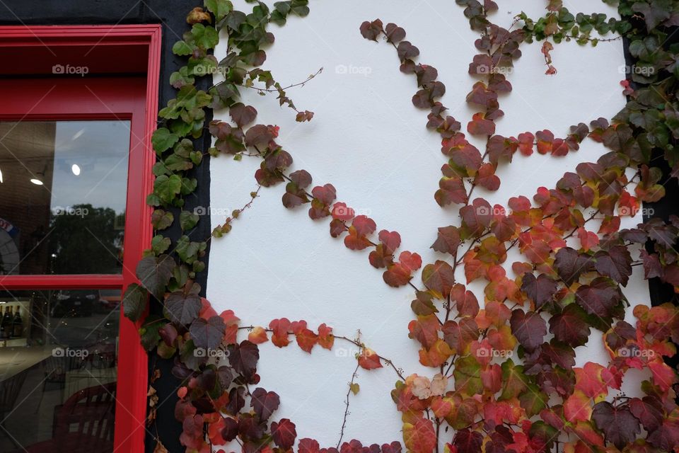 Colorful leaves on a wall.