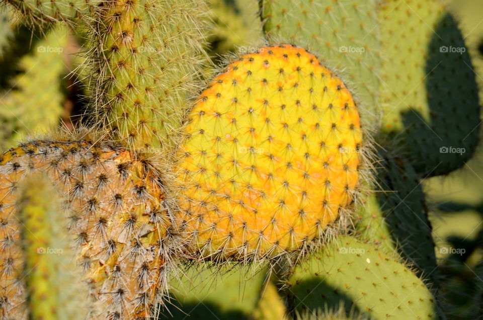 Cactus