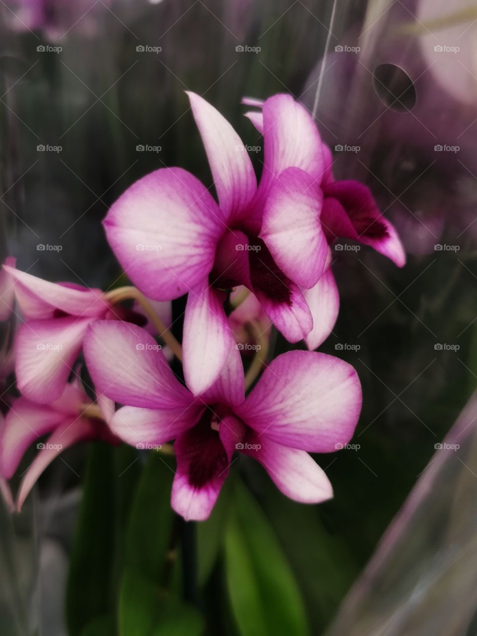 Plant green house Park colors greens