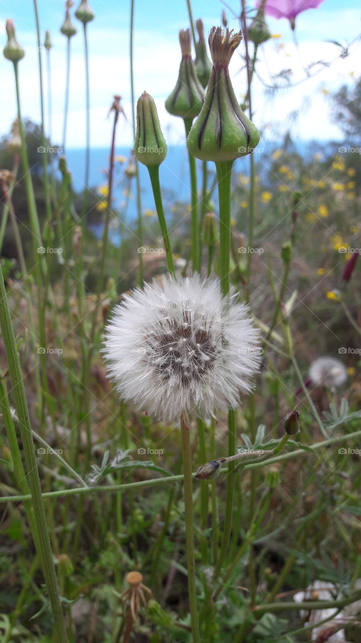 flor .