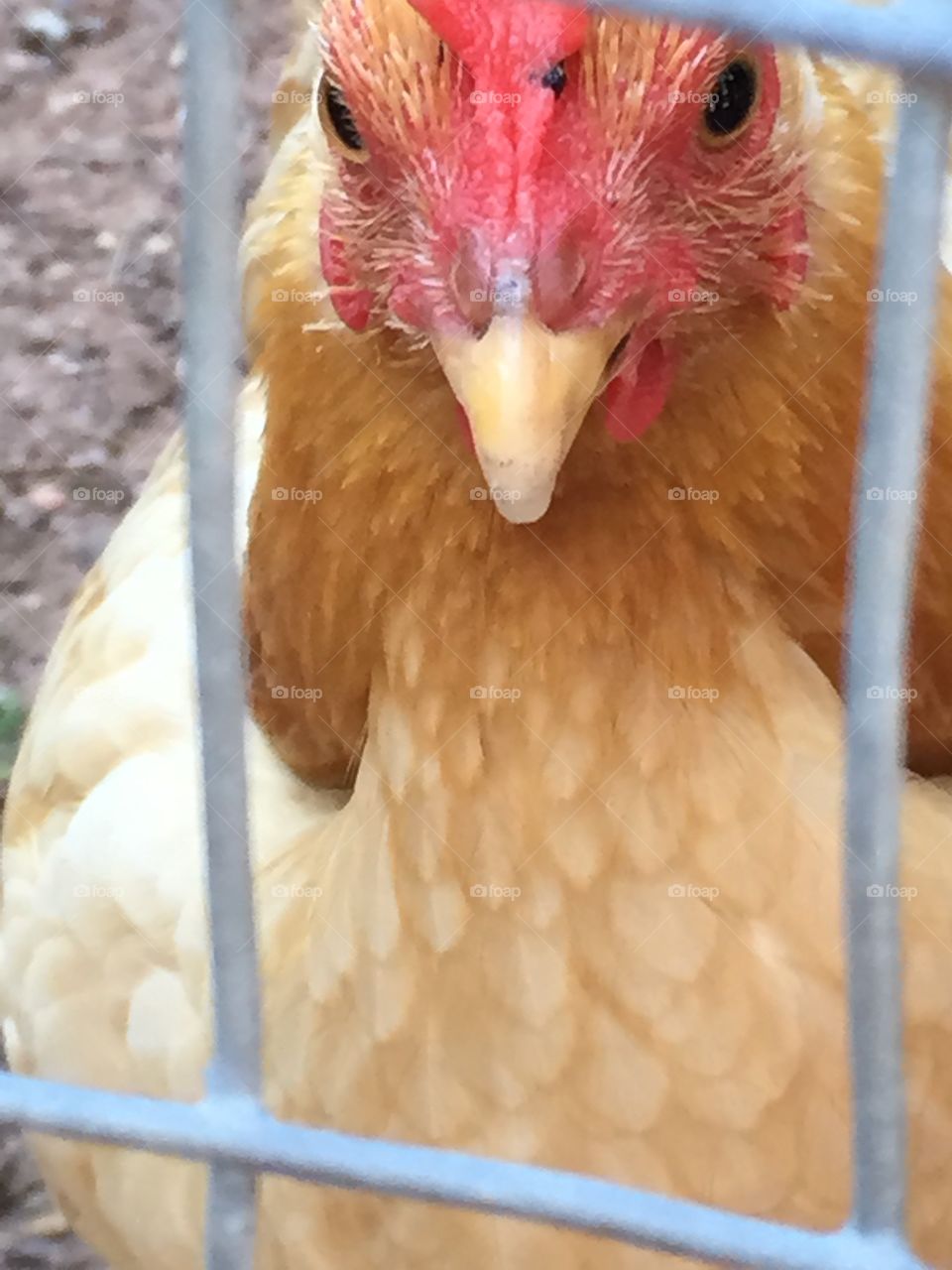 Chicken Closeup 