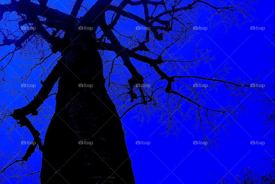 silhouette of a tree and a dark blue sky