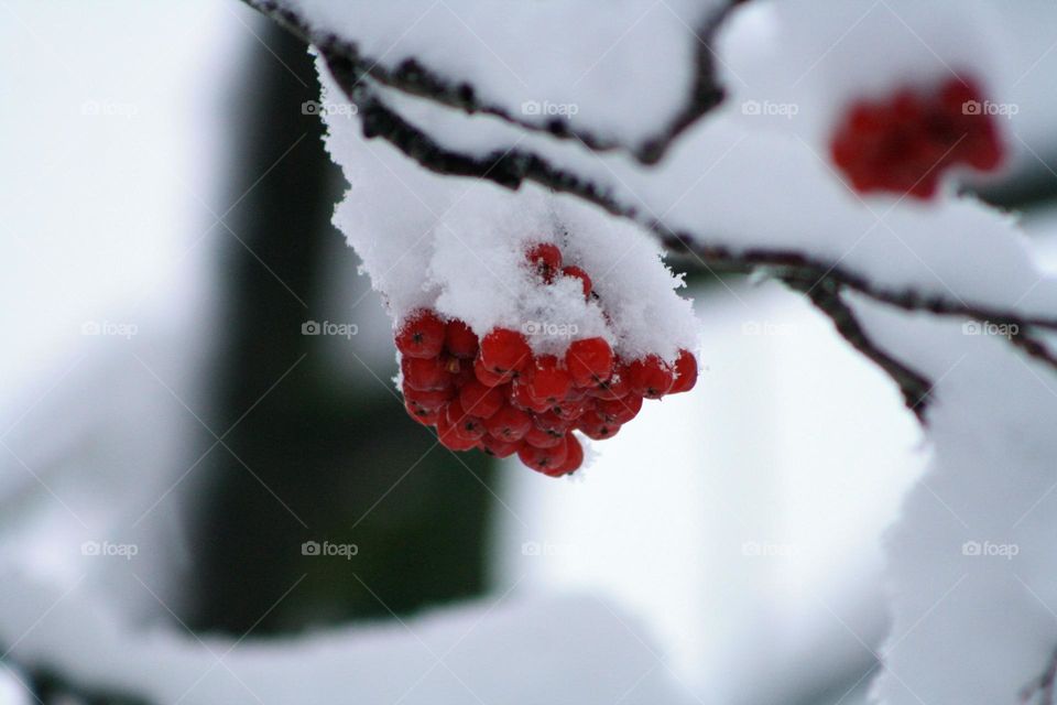 Rowan berries