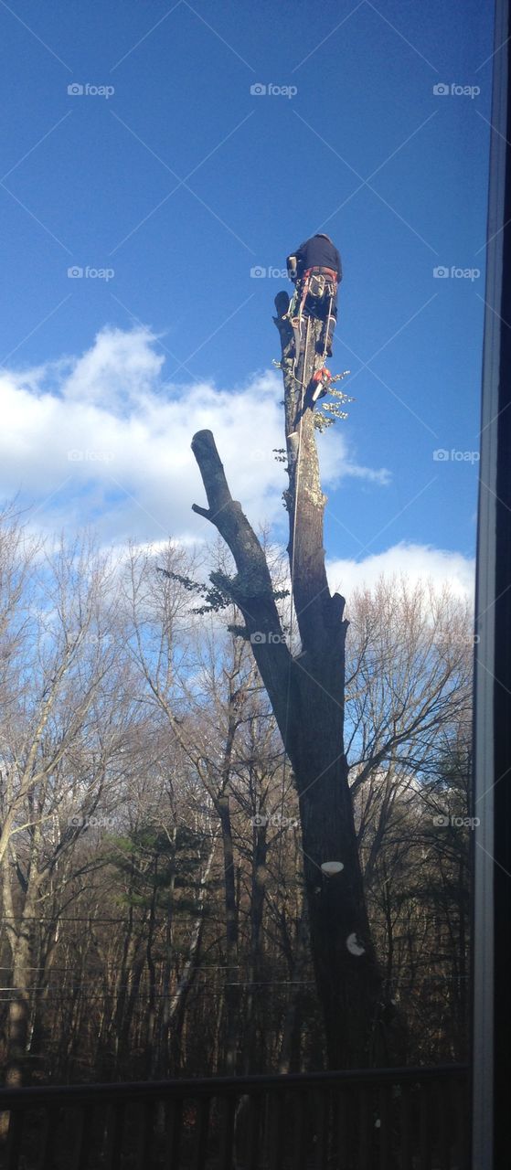 Big Maple on its way down