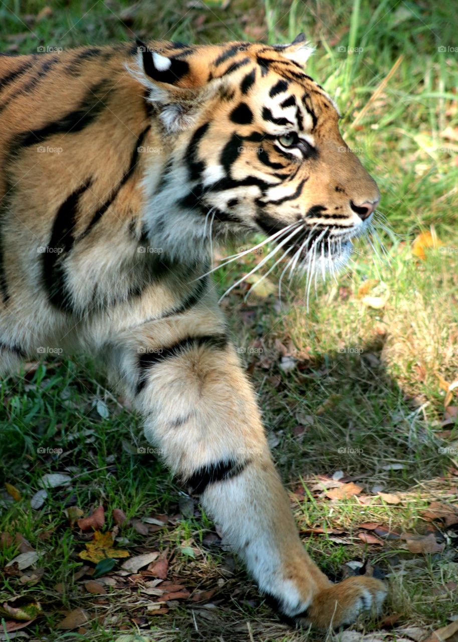 Animals, tiger, cat, wild, walk