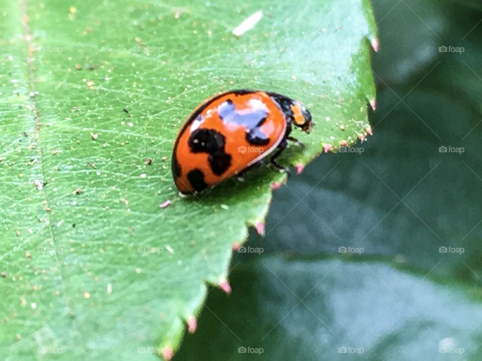Ladybug in the garden closeup view on green leaf