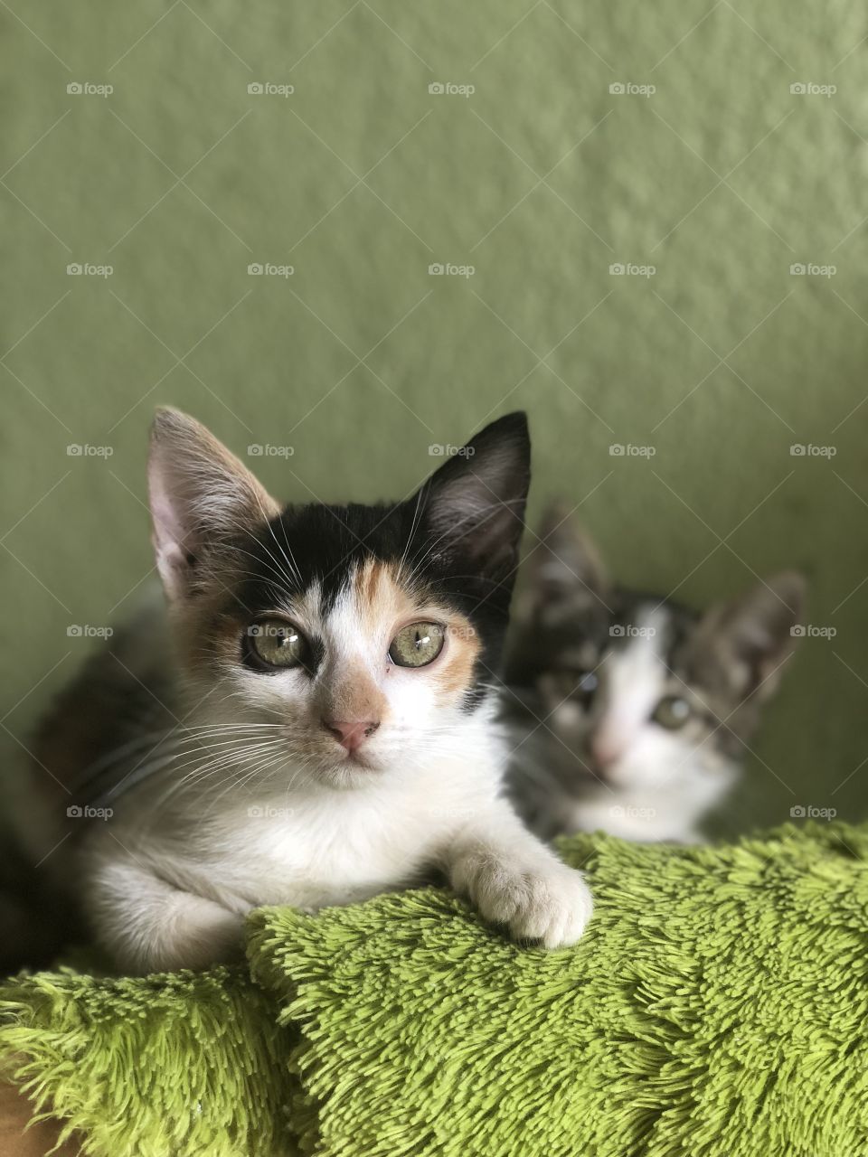 Two kittens 