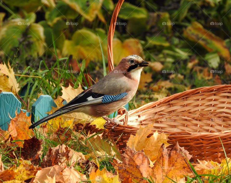 Jay on a basket and autumn leaves