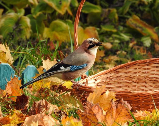 Jay on a basket and autumn leaves